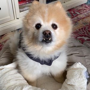 Meet your Posher, Casey